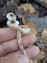 Lepiota cristata