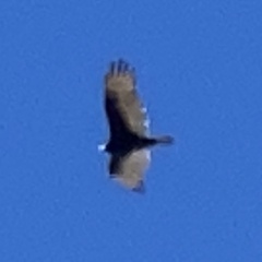 Cathartes aura