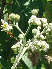 Xylocopa subvirescens