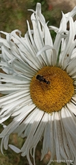 Eristalis bogotensis