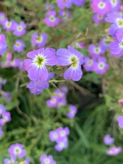 Malcolmia maritima