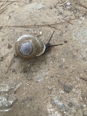 Gastropoda