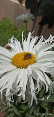 Eristalis bogotensis