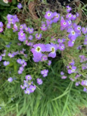 Malcolmia maritima