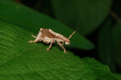 Episomus chinensis