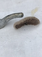 Schizophyllum commune