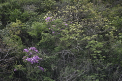 Lagerstroemia