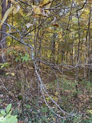 Chionanthus virginicus