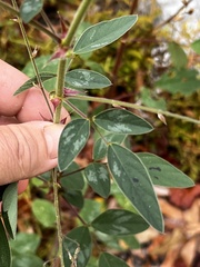 Desmodium tortuosum