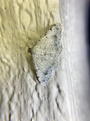 Digrammia colorata