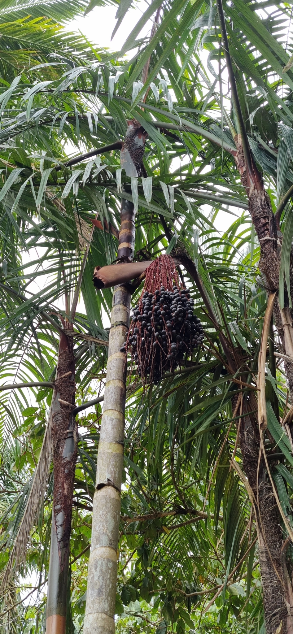 Oenocarpus mapora