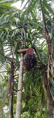 Oenocarpus