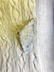 Digrammia colorata
