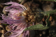 Centaurea × livonica