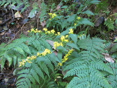 Solidago caesia