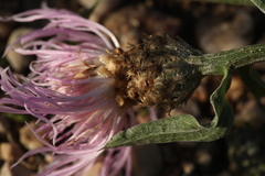 Centaurea × livonica