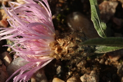 Centaurea × livonica
