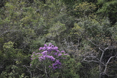 Lagerstroemia