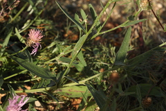 Centaurea × livonica