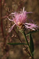 Centaurea × livonica