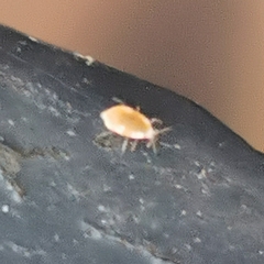 Coniopterygidae