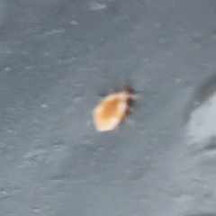 Coniopterygidae