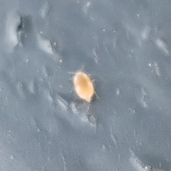 Coniopterygidae