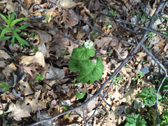 Hydrastis canadensis