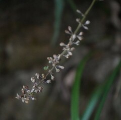 Liriope spicata