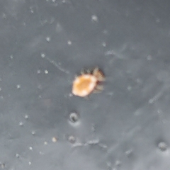 Coniopterygidae