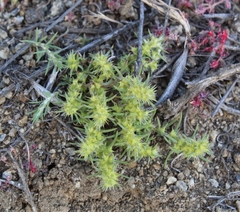 Cardionema ramosissimum