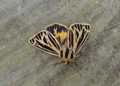 Apantesis virguncula