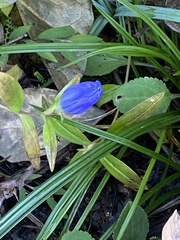 Gentiana saponaria
