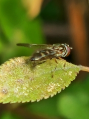Platycheirus albimanus