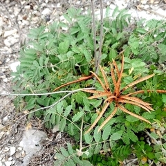 Desmanthus velutinus