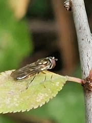 Platycheirus albimanus