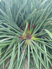 Fascicularia bicolor