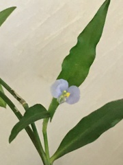 Commelina virginica