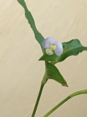 Commelina virginica