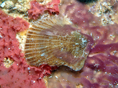 Isognomon perna