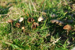 Psilocybe gallaeciae