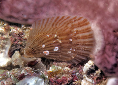Isognomon perna