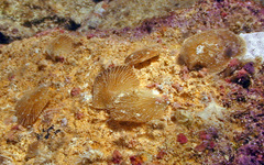 Isognomon perna