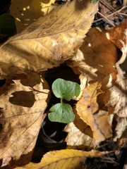 Lysimachia nummularia
