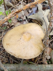 Suillus salmonicolor