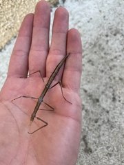 Clonopsis gallica