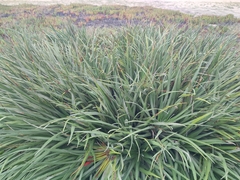 Fascicularia bicolor