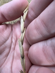 Thinopyrum intermedium