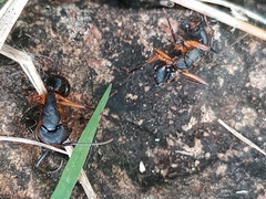 Camponotus renggeri