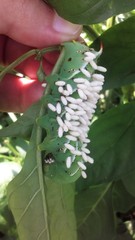 Manduca sexta